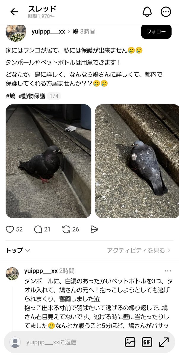 yzrnpmeitenmntw's tweet photo. 鳩さん保護できる方いらっしゃいますか🥲
東京都中央区みたいです https://t.co/jmK07s8C0t