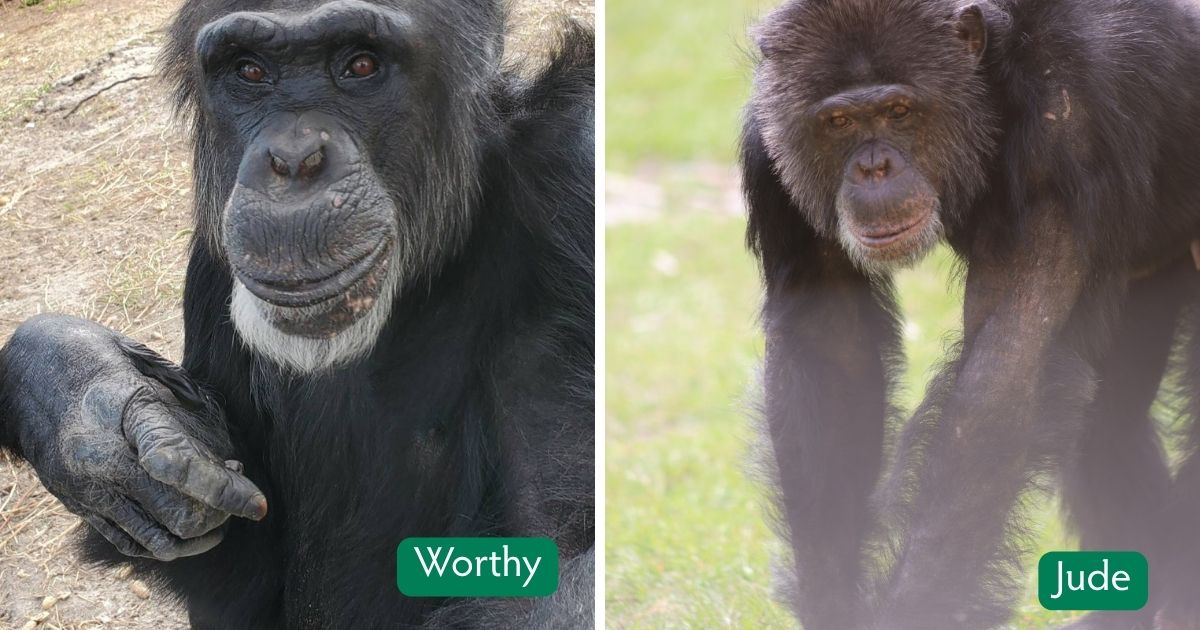 DDAF_org's tweet photo. After decades of respected leadership, Worthy is stepping back as alpha of Tanya's family in his senior years. Following in his footsteps is Jude, who has earned the trust of his family through his calm, fair, and supportive nature. Thank you DDAF for your continued support! https://t.co/XziGppScSR
