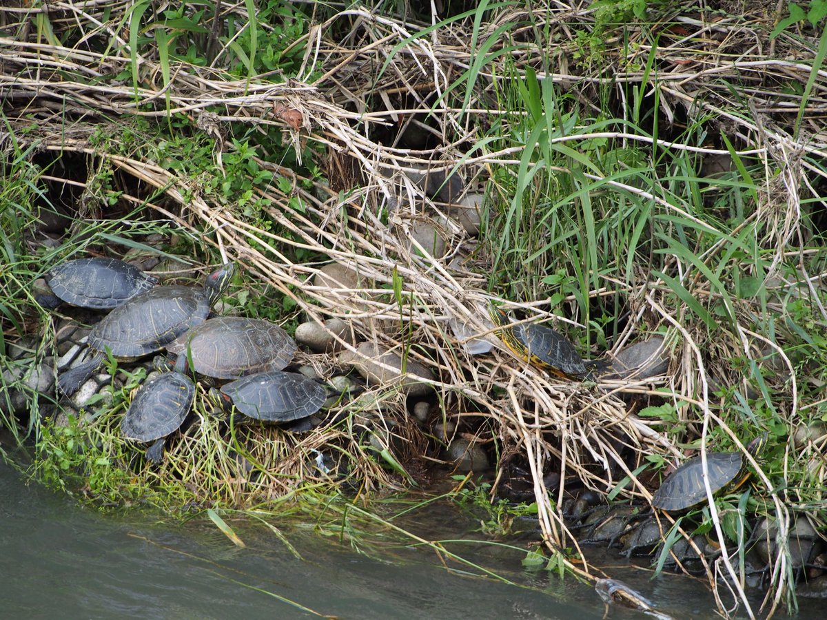 sd_gg5's tweet photo. 夕方散歩
アカミミガメ達が固まって過ごしていました🐢🐢🐢🐢🐢🐢🐢寝る準備だったのかな？ https://t.co/ciazmaeoba
