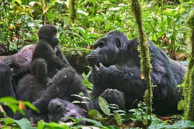 LimitedOasis's tweet photo. Savannah. Rainforest. Volcanic peaks. 🇷🇼

​Experience Rwanda’s ultimate trilogy with Oasis Safaris: the Big Five in Akagera, chimpanzees in Nyungwe, and mountain gorillas in Volcanoes NP.

​Private helicopter charters &amp; ultra-luxury lodges await.

​#VisitRwanda #LuxuryTravel https://t.co/LhnxI0Xl4w