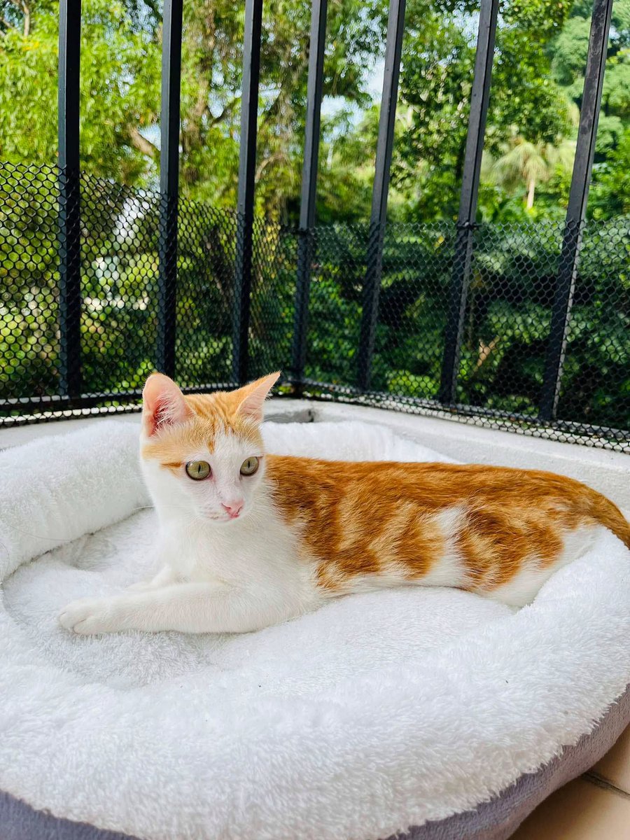 cats_rehome's tweet photo. 📌Bangsar South

01133252021

Owner seorang foreigner yg terpaksa balik negara asal.. tak dpt bawa Toti sekali.. bantu owner Toti carikan forever home ye..

Toti dah vaksin,dah mandul
Umur 1 tahun

Toti dl pernah bertuan tp diabaikan sblm diresQ oleh owner skrg.. https://t.co/LCvI3Lbr5b