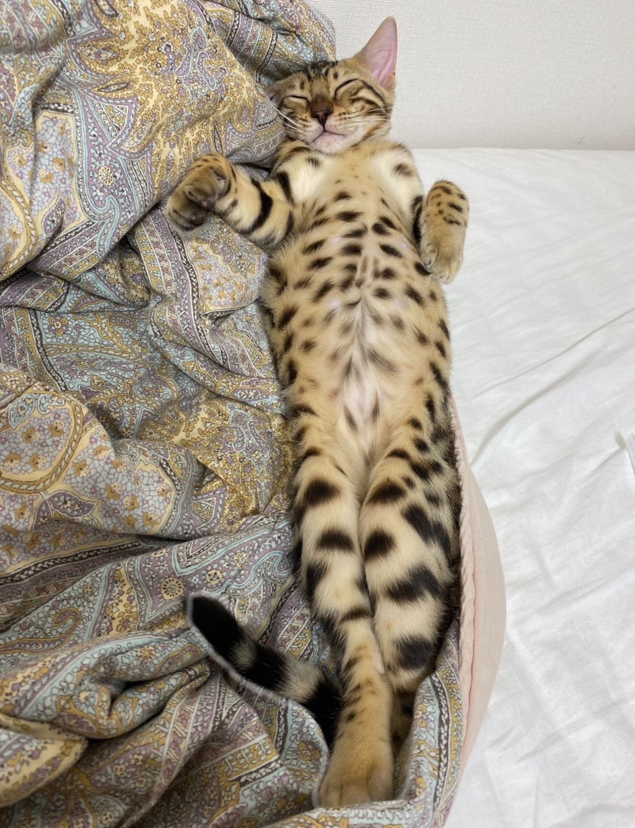 19871997a's tweet photo. 人のように寝る猫 https://t.co/OiLGR4PpIg