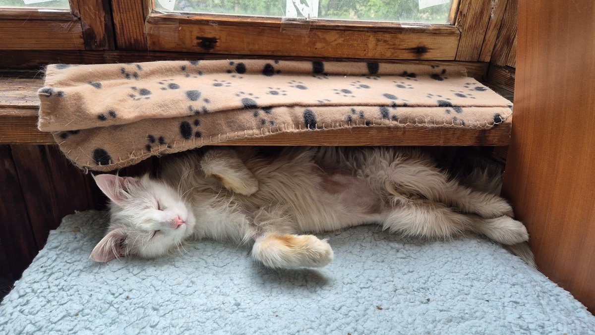 Xenta777's tweet photo. If you still don't know what happiness is, look at this cat. This is true happiness. https://t.co/gIibMrKJxn