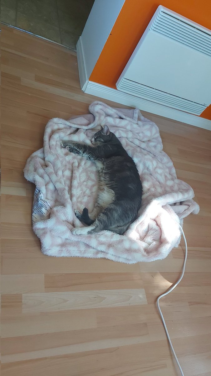 LizWrites's tweet photo. My wonderful cat was diagnosed with F.A.T.E. If you know, you know. We are keeping him happy and comfortable as long as possible but I would appreciate any advice about end of life and grieving a pet that is your whole world. 
He's the best boy that ever was. https://t.co/PZ1qysj64F
