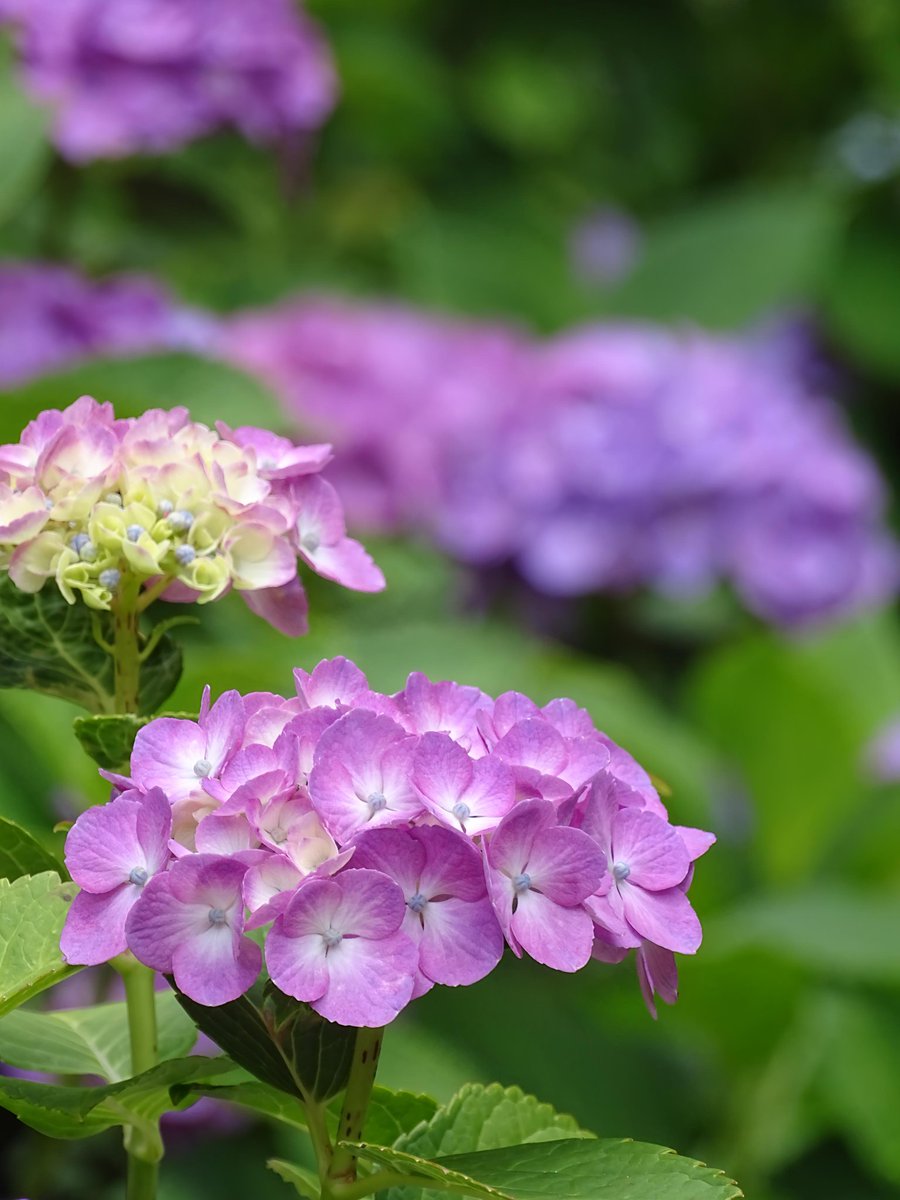 0405ayako's tweet photo. #本土寺 さん

⁡#キリトリセカイ⁡
⁡#ファインダー越しの私の世界⁡
#紫陽花 #アジサイ #あじさい
#Hydrangea #紫陽花が好き
#紫陽花の咲く季節
#紫陽花の咲く風景
#紫陽花の咲く景色 https://t.co/ftxKtDoAJl