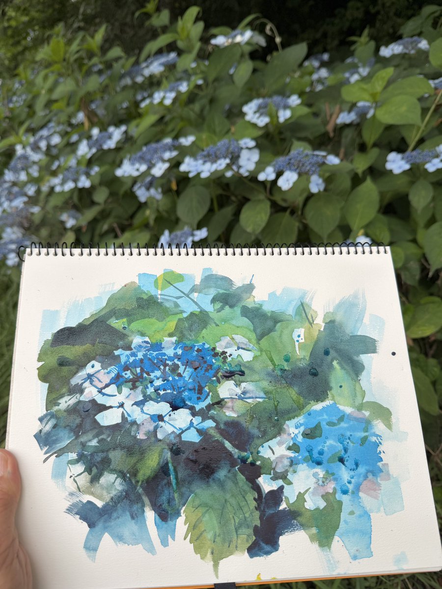 hiro_nagae_'s tweet photo. 今日の授業は学内スケッチ（8号風景画の初回）で、巡回指導で１万歩ほど歩いた。自分も描きたくなったので湖畔の公園でガクアジサイを水彩スケッチしました。
午後6時過ぎた黄昏れどき薄暗い中、プルキンエ現象で青や緑がほのかに鮮やかさ（明るさ）を増す。 https://t.co/Pd0lGFbgAV