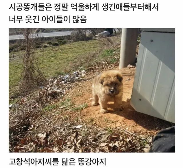 시골 똥개들은 너무 웃긴 아이들이 많음 | 인스티즈