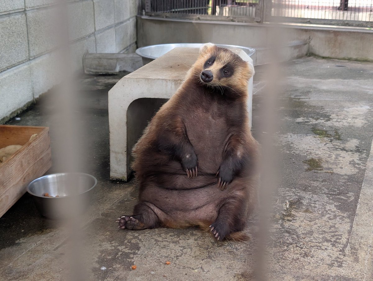 いぇ〜いっ🦡 tweet media