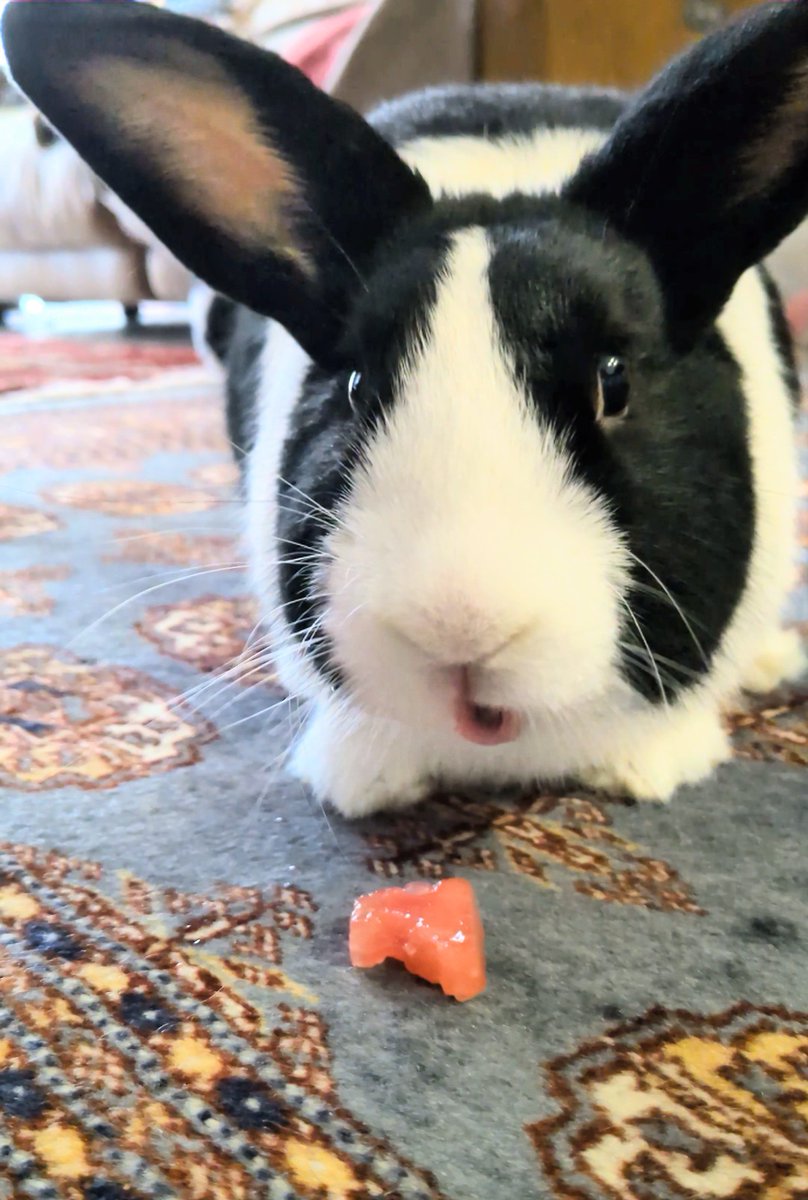 ebisu_rabbit's tweet photo. 今日はスイカを食べました🍉
#ダッチ #うさぎ #rabbit https://t.co/Lhk3vQgLkT