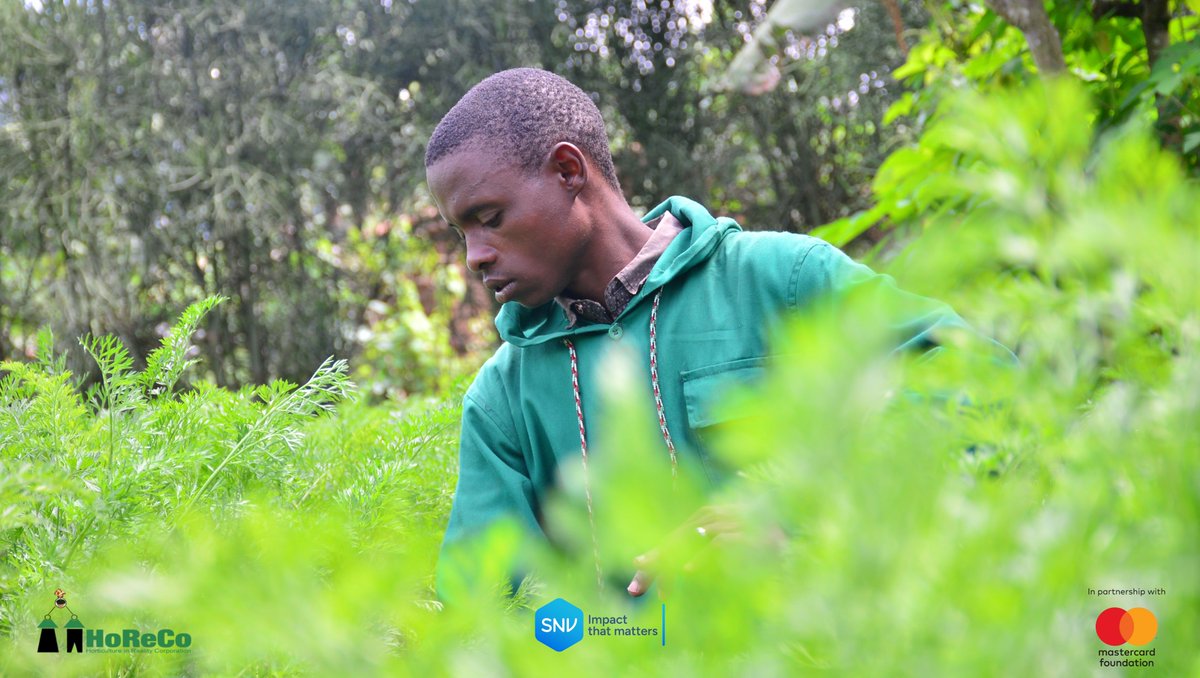 HoReCo_Rw's tweet photo. Through the Youth Entrepreneurship in Agriculture Rwanda (YEA-R) program, a five-year initiative by the @MastercardFdn and implemented by a consortium led by @SNVRwanda , including @HoReCo_Rw and other partners, farmers from the Kivumu Group in @MusanzeDistrict are transforming their livelihoods through professional farming, entrepreneurship, collective action, and a strong saving culture.

YEA-R aims to create 40,000 dignified and fulfilling work opportunities for young people in Rwanda’s agri-food sector by 2029, particularly in the horticulture and poultry value chains. The program is creating inclusive opportunities for youth, women, and persons with disabilities to actively participate in agricultural value chains and build resilient livelihoods.

By empowering farmers today, YEA-R is helping build stronger communities, create jobs, and contribute to a more prosperous Rwanda tomorrow