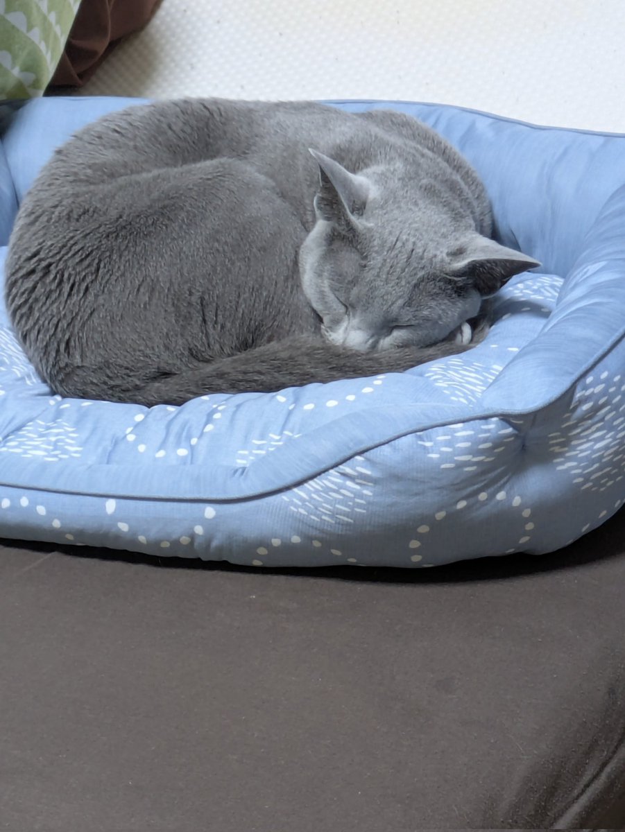roddyneko's tweet photo. ねるにゃ💤おやすみにゃ😺 https://t.co/mjfoMFd8DF