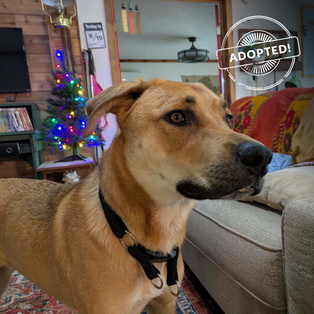 fosterroofing's tweet photo. Steve is headed home!

This handsome puppy is a shy and very mellow fellow! He and his new family have headed home with a basket full of treats and toys, courtesy of Foster Roofing.

Interested in expanding your family as well? Visit the Fayetteville Animal Shelter today! https://t.co/FPhOOHPTKp