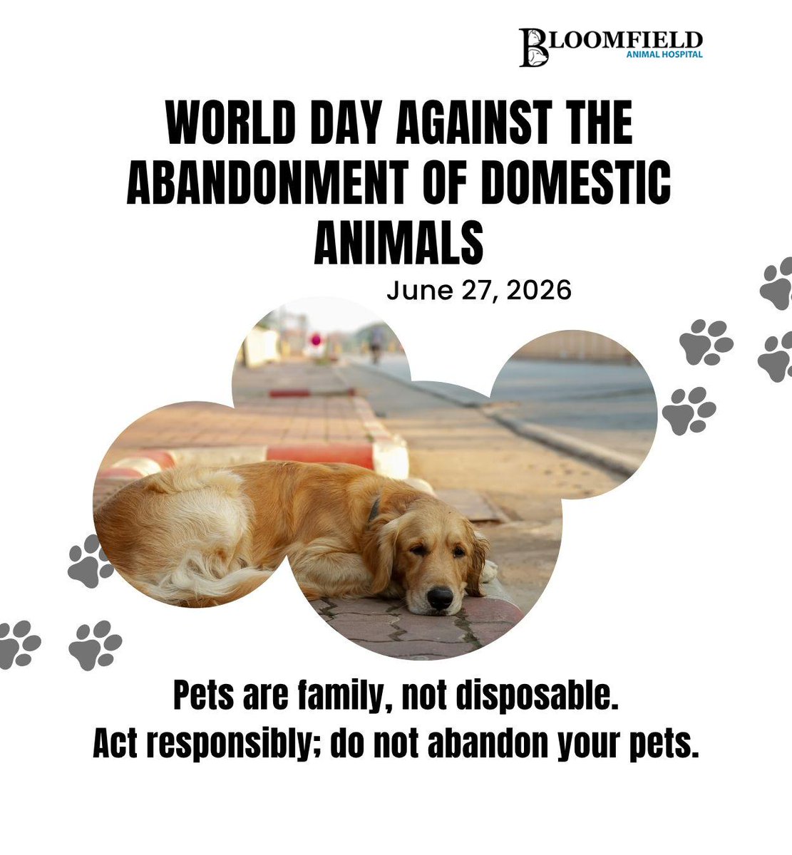 BloomfieldAHosp's tweet photo. Join us to raise awareness about pet abandonment and the need for responsible ownership.  Prioritize proper care and support adoption for lifelong well-being.
.
.
.
https://t.co/rOzwGhSxLD
.
.
.
#worlddayagainstabandonment #adoptdontshop #petwellbeing #bloomfieldanimalhosp https://t.co/tc0Pz5mJsk
