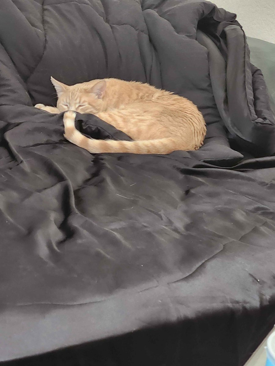 BapTheWermVT's tweet photo. LOOK AT MY SLEEPY BOY 
my sto sto is so cute
#werm #vtuber #streamer #streamerkitty https://t.co/Ck3VEQtL7S