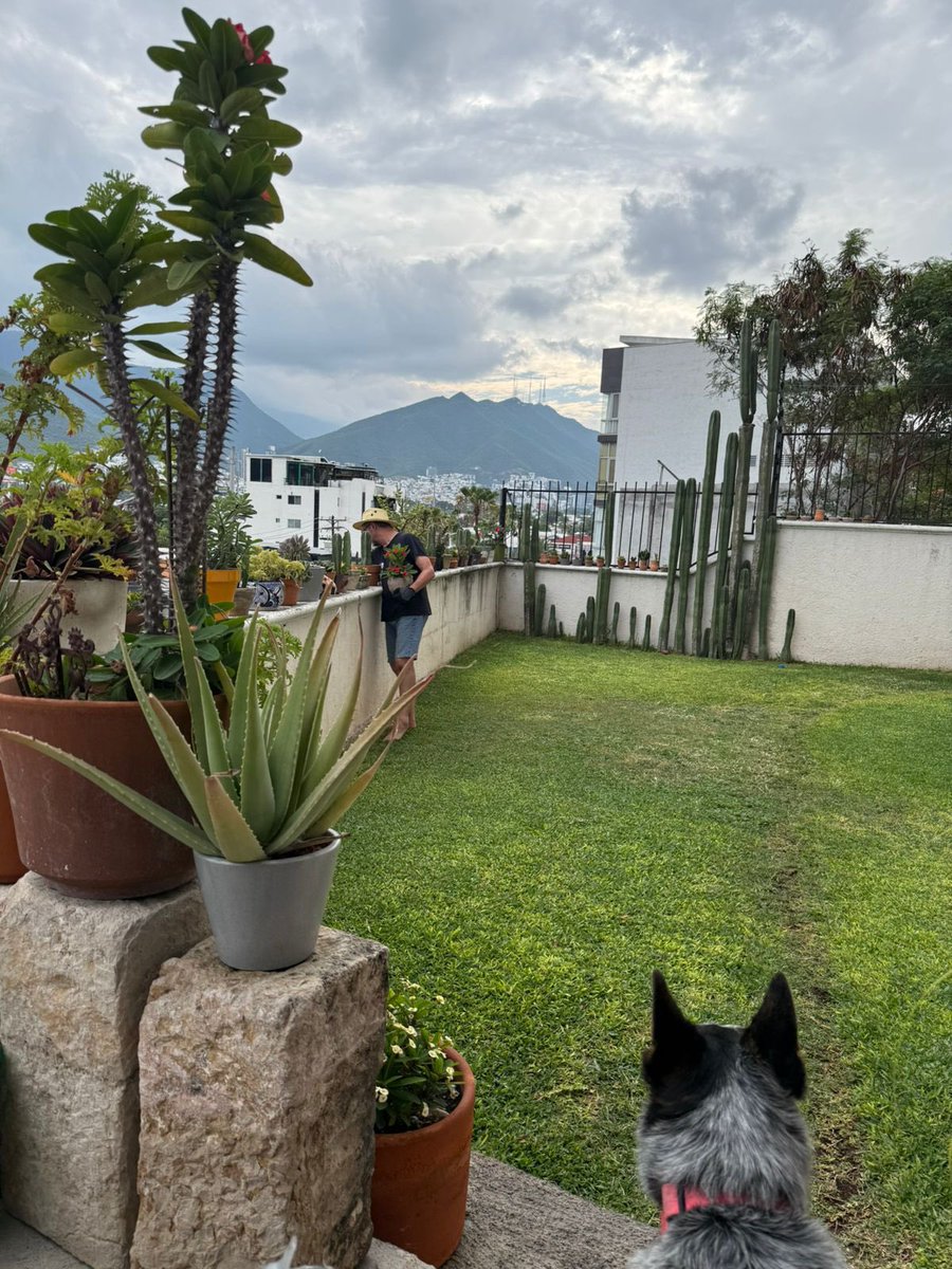 cgochoas's tweet photo. Un domingo cualquiera en el jardín y la Inka vigilante. https://t.co/DAg5MSlbkX