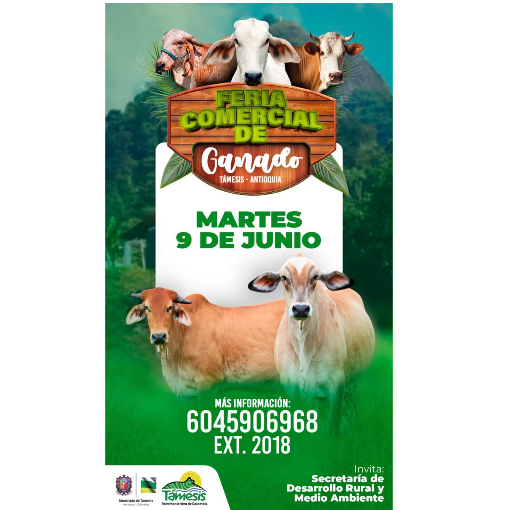 LocalPintada's tweet photo. ¡No te pierdas la oportunidad de vivir la tradición! La Feria de Ganados de Támesis es un encuentro con la cultura y la amistad del suroeste antioqueño. ¡Ven y celebra con nosotros el patrimonio cultural de nuestra región! 🌟🐮
#ConstruyendoGanadería @Fedegan @jflafaurie https://t.co/LS1AROH2ze