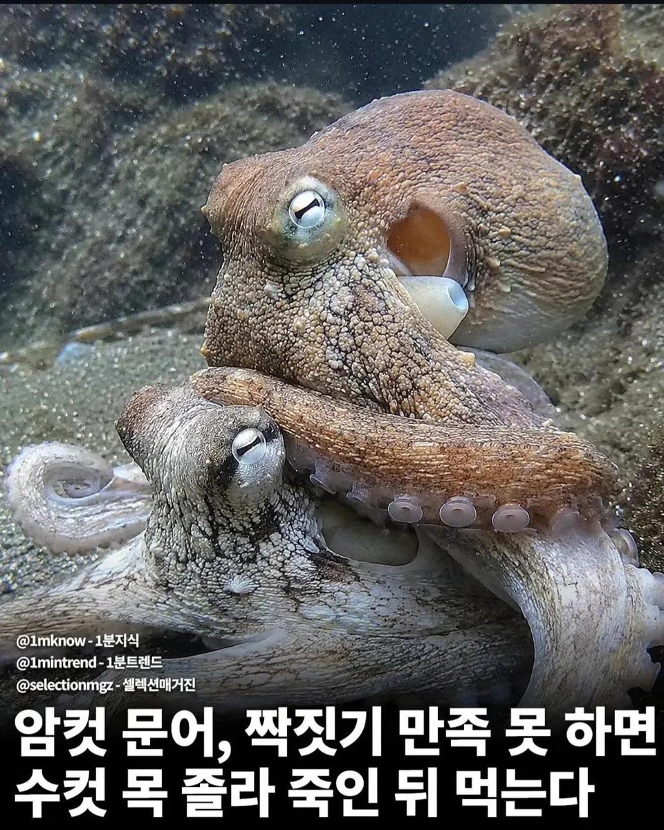 행미새 tweet media