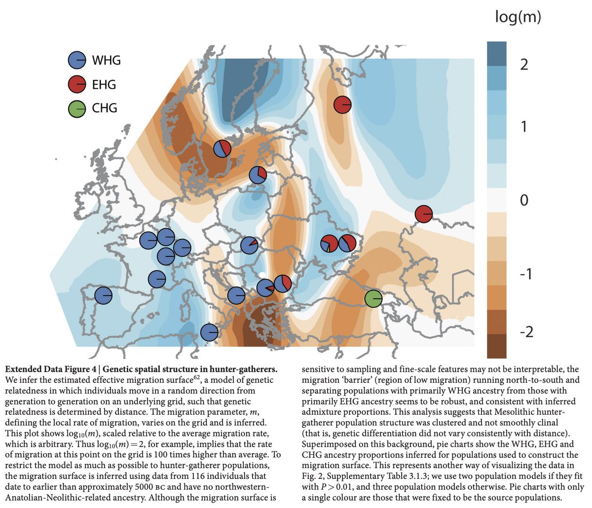 DanTabin's tweet photo. This is also true autosomally.  "EHG" from Samara, Karelia, Khvalynsk, etc are all related but have slightly different proportions of ANE, WHG, and CHG ancestry.  WHG, on the other hand, are far more homogenous, with WHG in Wales and Germany being nearly the same 1/2 https://t.co/nFVvOGXz1G