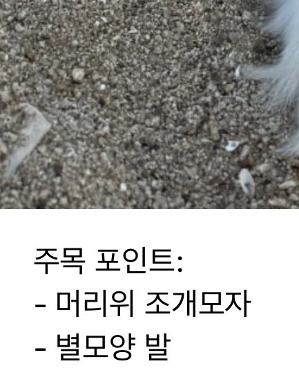 simppeuni's tweet photo. 레일라 사진 생각도 못했는데, https://t.co/aPR7uLS7eK