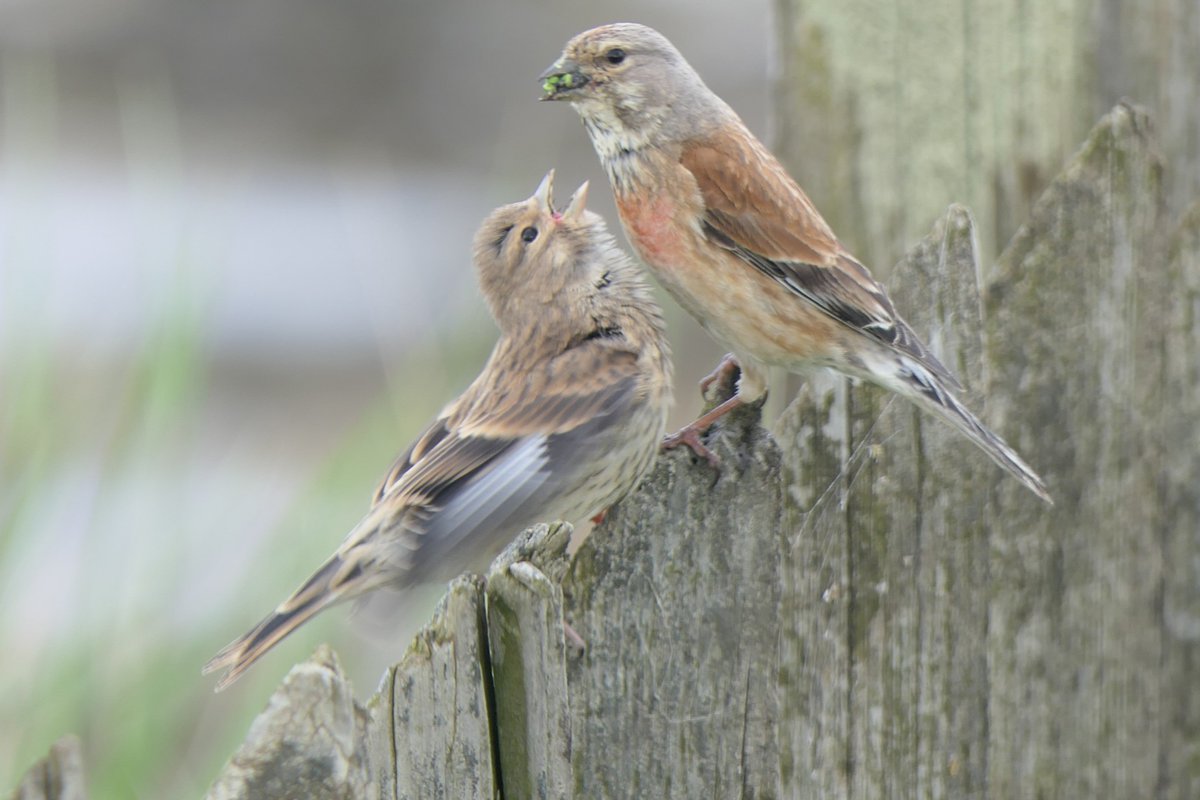 RevdDavidA's tweet photo. Birding Delaval Parish &amp; Holywell Pond
Rocky Island - Seaton Sluice (afternoon)
Linnet feeding young https://t.co/GpHYxteK2G