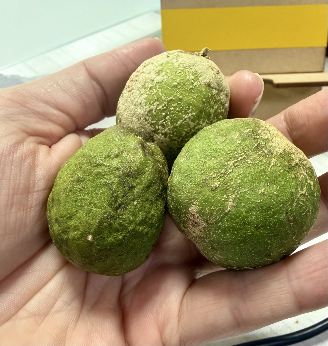 annama07's tweet photo. @FrutasColombia por favor me ayudan a identificar esta fruta https://t.co/MfOvKtilKV