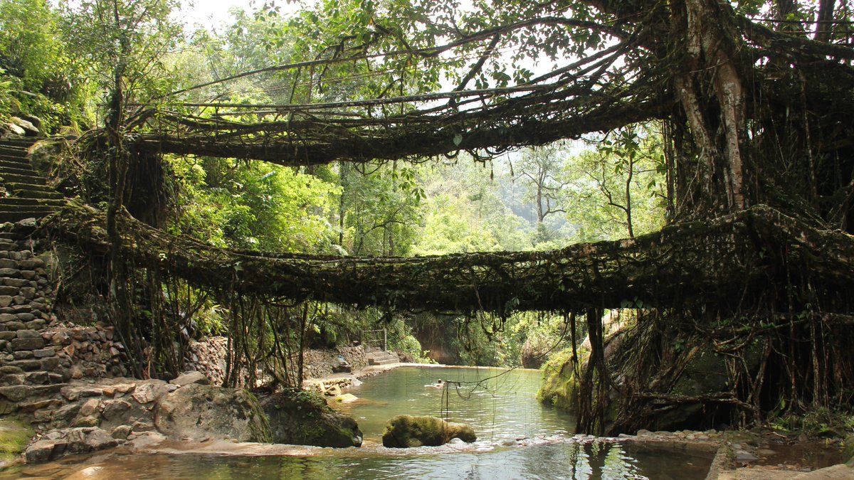 giveashitnature's tweet photo. In one of the wettest places on Earth, people grow their own bridges.

In Meghalaya, in northeast India, the monsoon rots wood, rusts metal, and swells rivers into something potentially deadly. So for centuries the Khasi and Jaintia people have done something else. 

They take the living aerial roots of a rubber fig tree, guide them across the river on bamboo scaffolds, and wait. Over fifteen or twenty years the roots reach the far bank, dig in, thicken, and fuse into a living bridge.

These are real, working bridges. Some run over a hundred feet, some are stacked into double-deckers, and some are estimated to be more than 500 years old and still carry dozens of people at once. Researchers who surveyed more than seventy living root structures found that they keep getting stronger.

Unlike most conventional bridges, which slowly deteriorate and require repairs, a living root bridge can continue thickening and strengthening as long as the tree remains healthy.

The people who begin one often do so knowing that future generations will benefit even more than they will. They grow it for their grandchildren, the way someone once grew the one they use today.