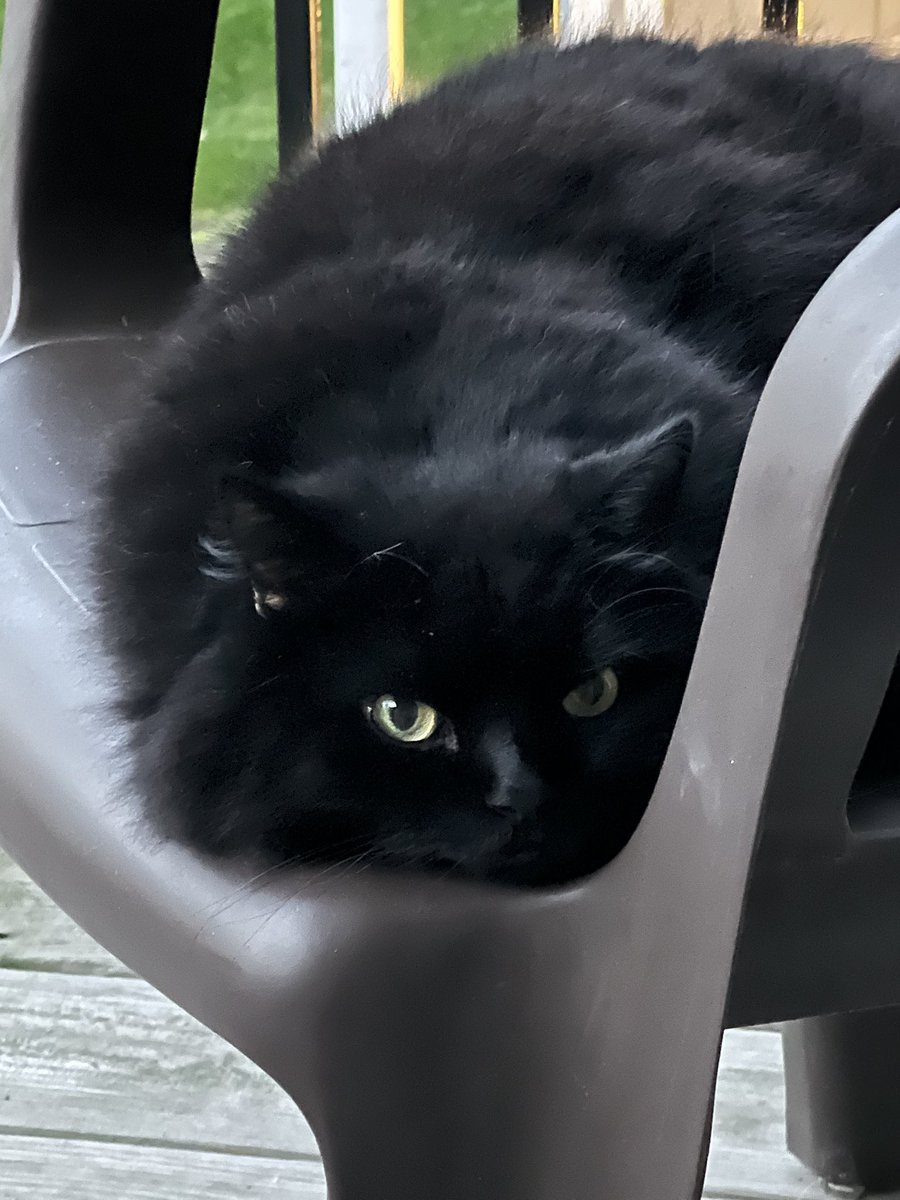 fluffyvader's tweet photo. 8 weeks. Missing you… https://t.co/pUhS2T3dJu