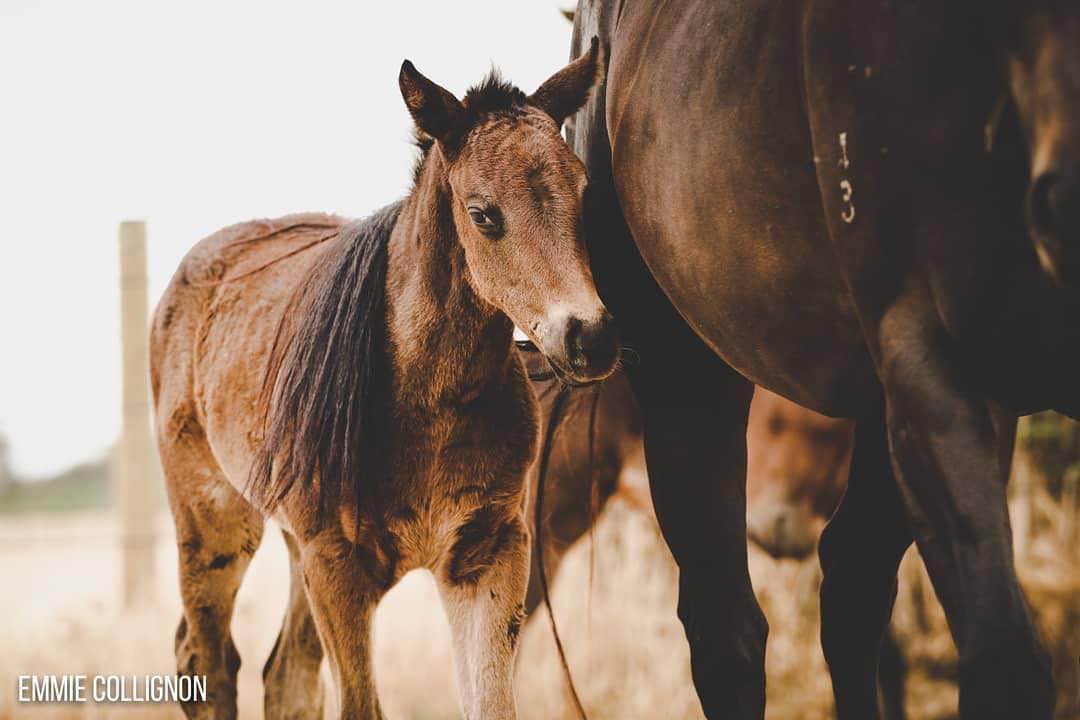lunarandsunny's tweet photo. For Lunanan lovers; baby Lunanan https://t.co/2JfKNegX0L