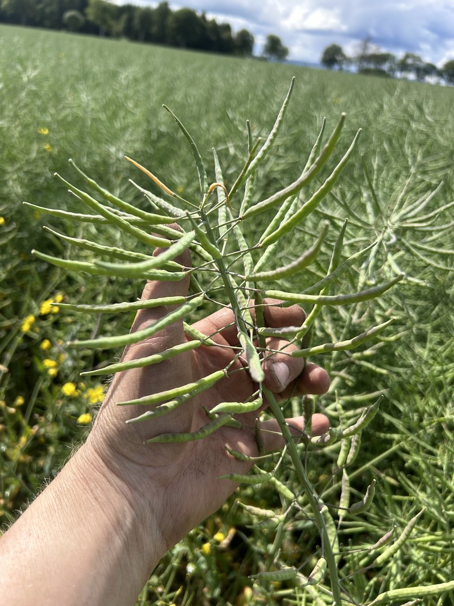bravo10_4's tweet photo. What causes Cactus plant style growth at the top of OSR plants?
Never noticed this before!
#everydayisalearningday! https://t.co/inf1Irrz5H