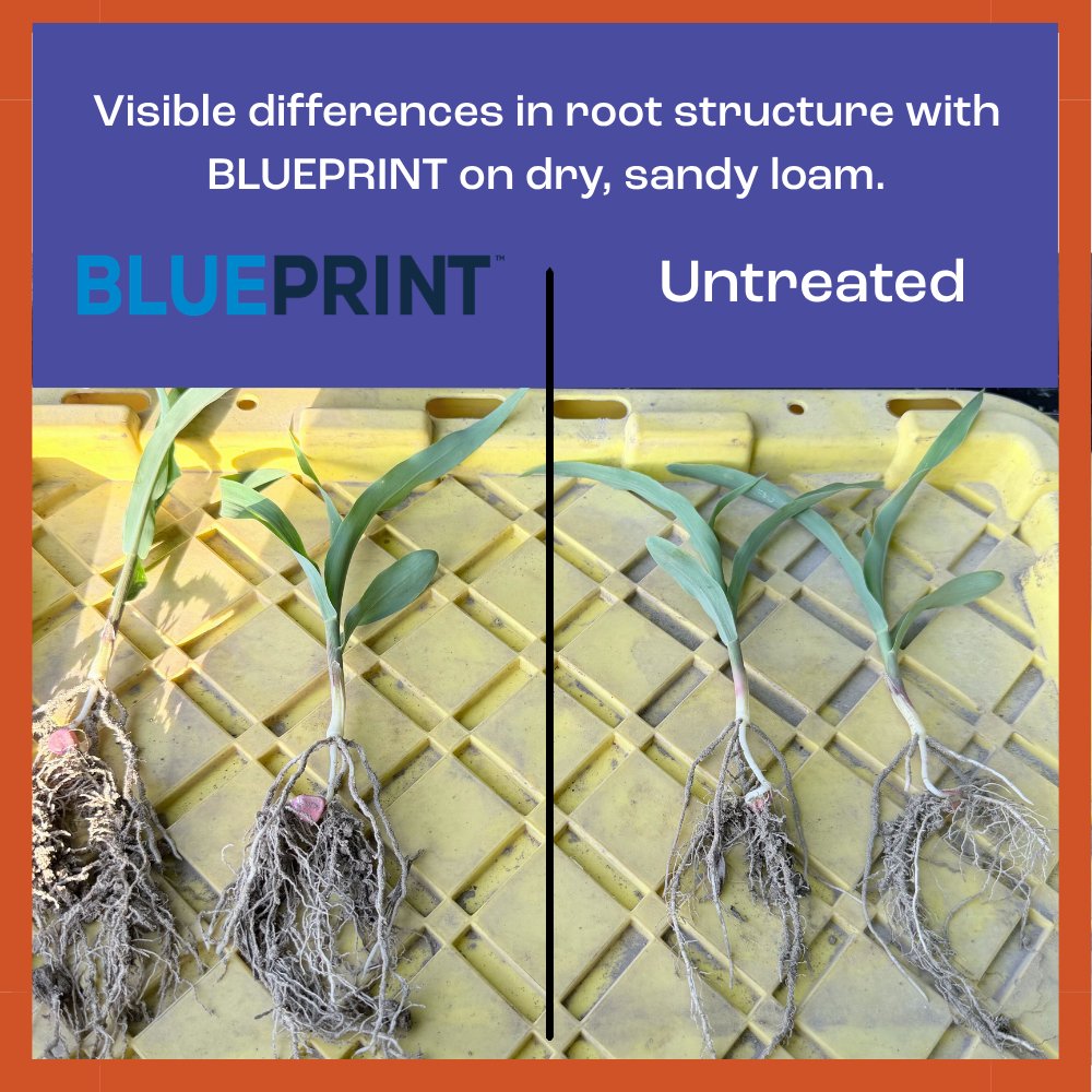 sound_ag's tweet photo. We're beginning to see some visible advantages in the field on SOURCE and BLUEPRINT treated plants! 

Improved root development, differences in plant height and more vegetative mass early in the season. 
https://t.co/MW8Y5MjV8H https://t.co/1aJR3X0sel