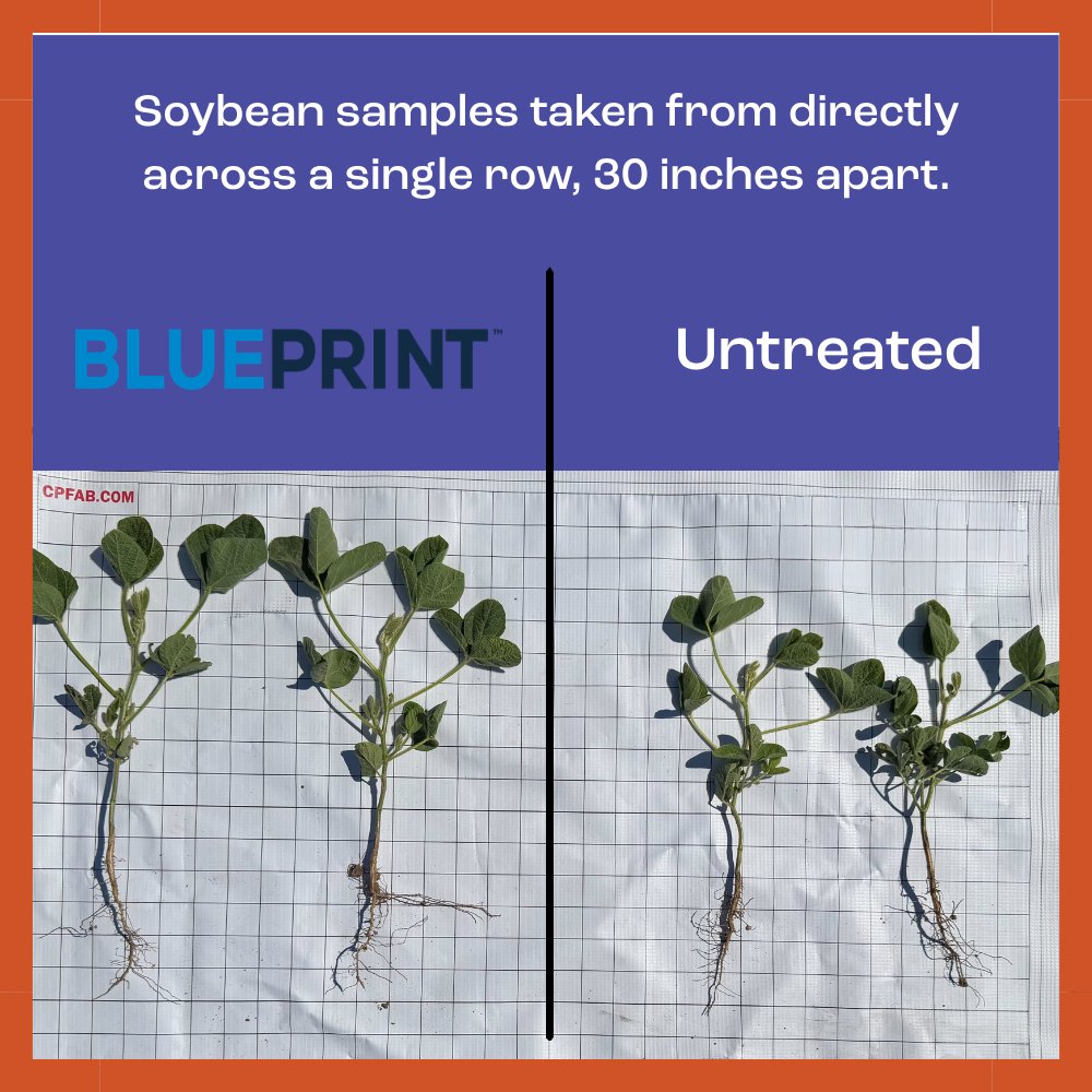sound_ag's tweet photo. We're beginning to see some visible advantages in the field on SOURCE and BLUEPRINT treated plants! 

Improved root development, differences in plant height and more vegetative mass early in the season. 
https://t.co/MW8Y5MjV8H https://t.co/1aJR3X0sel