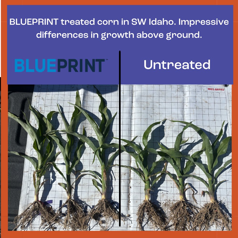 sound_ag's tweet photo. We're beginning to see some visible advantages in the field on SOURCE and BLUEPRINT treated plants! 

Improved root development, differences in plant height and more vegetative mass early in the season. 
https://t.co/MW8Y5MjV8H https://t.co/1aJR3X0sel