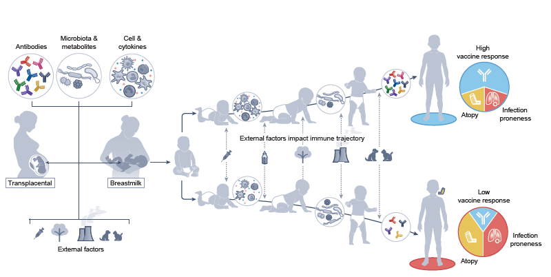 PrecVaccines's tweet photo. New review published in @NatImmunol re #IDEALpediatrics (Immune Development in Early Life) research group including Paolo Palma @bambinogesu, @donnafarber3, @LizaKonnikova at @YalePediatrics and @levy_o at @BostonChildrens identifies the first 1,000 days as a decisive window for immune development and for future risk of infections, #asthma, #allergy, and low #vaccine responses. This impactful review highlights the #NIH #NIAID-supported #IDEALpediatrics collaboration between @bambinogesu and @bostonchildrens
Read full review here: https://t.co/jtTlXoUfoT