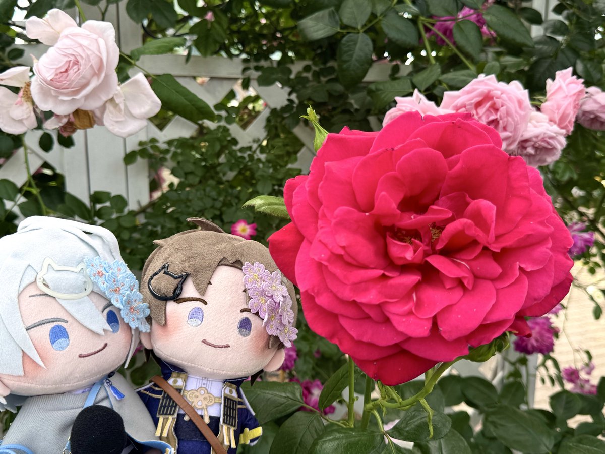 re_ro_nununu's tweet photo. #TLを花でいっぱいにしよう https://t.co/B7XhhJiY2y