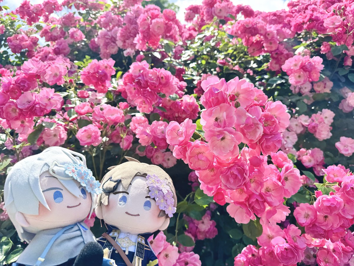 re_ro_nununu's tweet photo. #TLを花でいっぱいにしよう https://t.co/B7XhhJiY2y