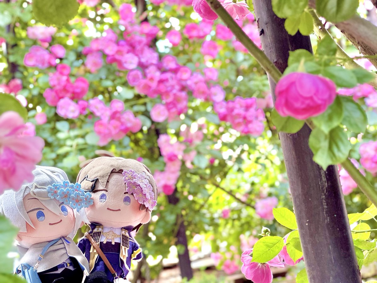 re_ro_nununu's tweet photo. #TLを花でいっぱいにしよう https://t.co/B7XhhJiY2y