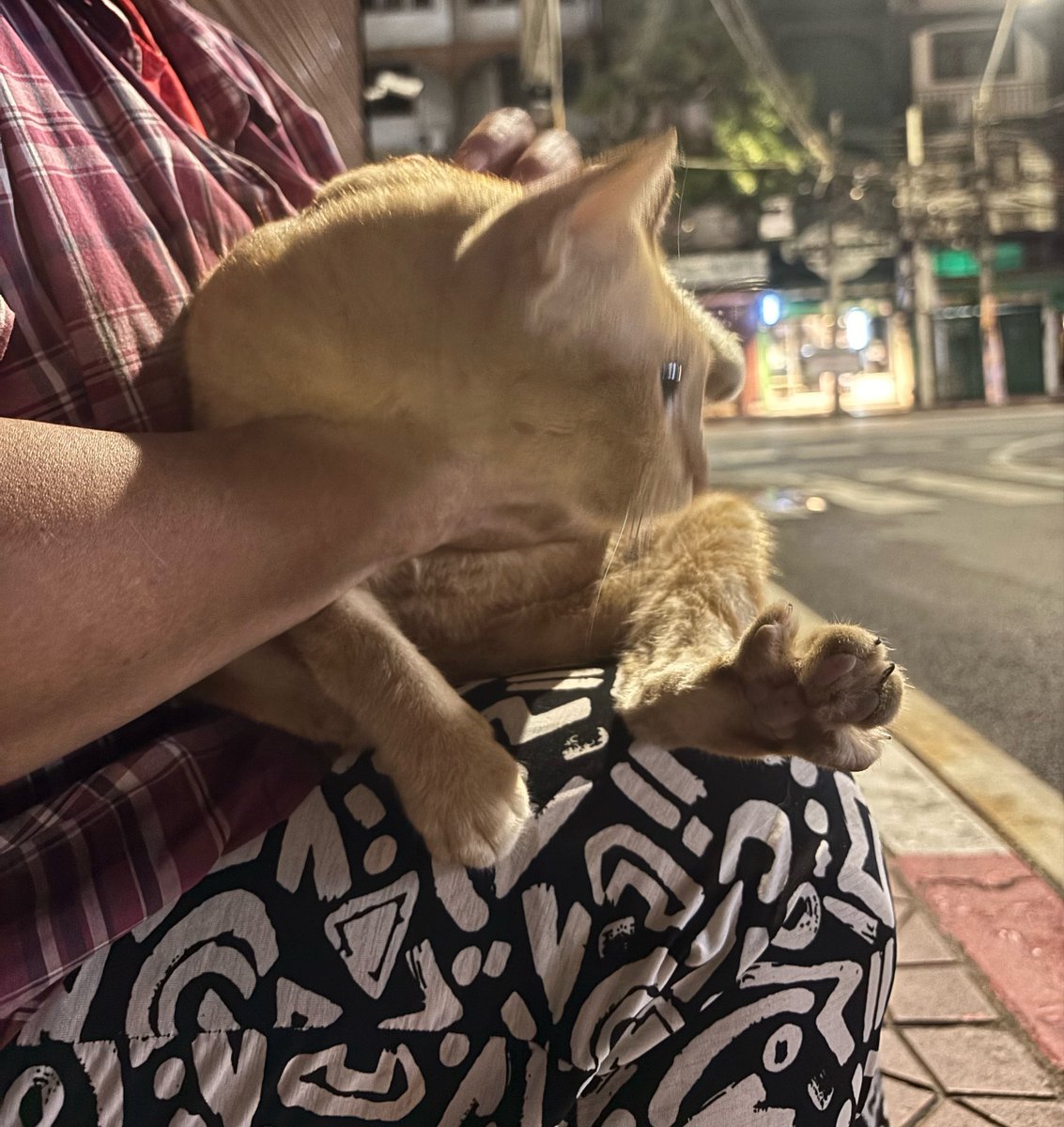 iotrevor_etjean's tweet photo. Plz retweet🥺 
แมวส้มหาบ้านค่ะ 
ตัวเมีย อายุไม่เกิน 3 ปี น่าจะเคยทำหมันแล้ว เจ้าของเก่าตายแล้วลูกเจ้าของไม่เอาไปด้วย
ติดคนมาก ขี้อ้อน
**ไม่ทราบประวัติการฉีดวัคซีน**
สามรถทักมาถามรายละเอียดเอียดได้
พิกัด📍 เขตพระนคร
#หาบ้านให้แมว #แมวจรหาบ้าน #แมวจร https://t.co/CxtRgDU9Bx