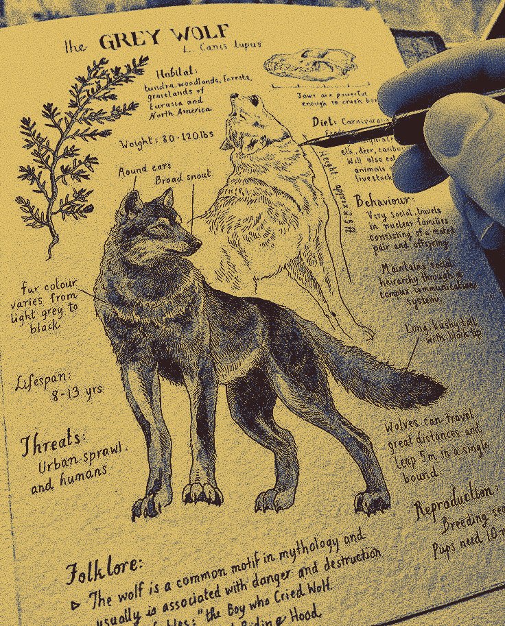 golden wolf . tweet media