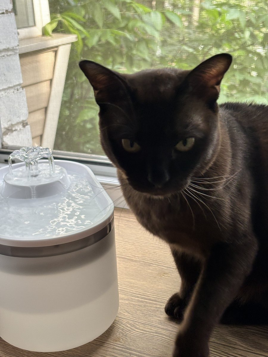 nik1993777's tweet photo. Для  него купил фонтанчик, а он там лапы помыл и ушел 😻😸 https://t.co/ISw1sYLzVc