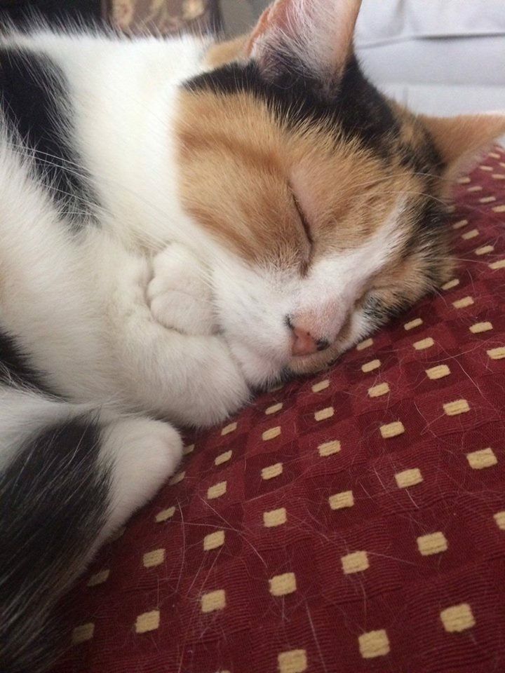 TheCatsX's tweet photo. she's giving herself a hug 🥹 https://t.co/9szANdmumC