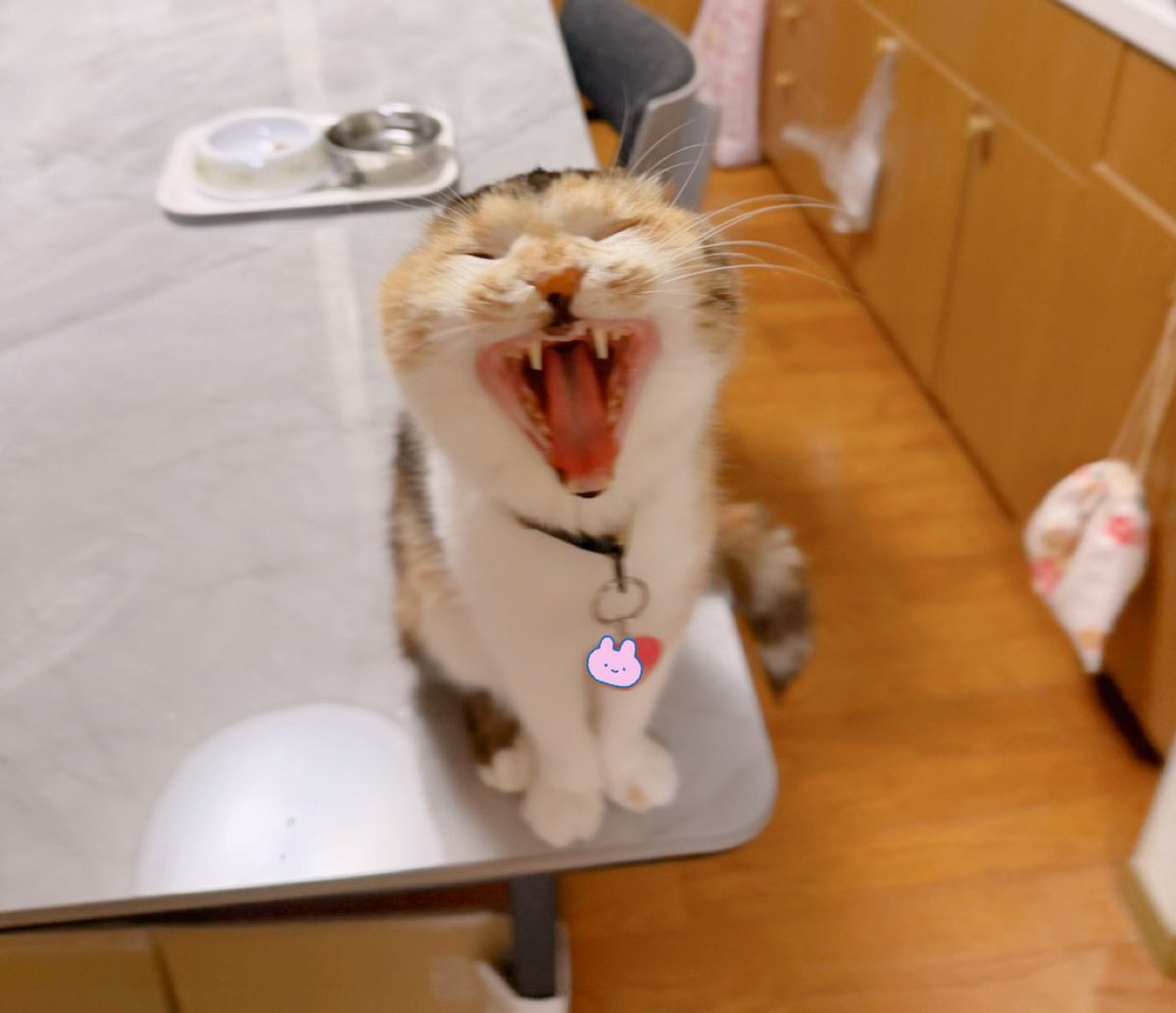 Post by あめちゃん🐱 on X: 🐱