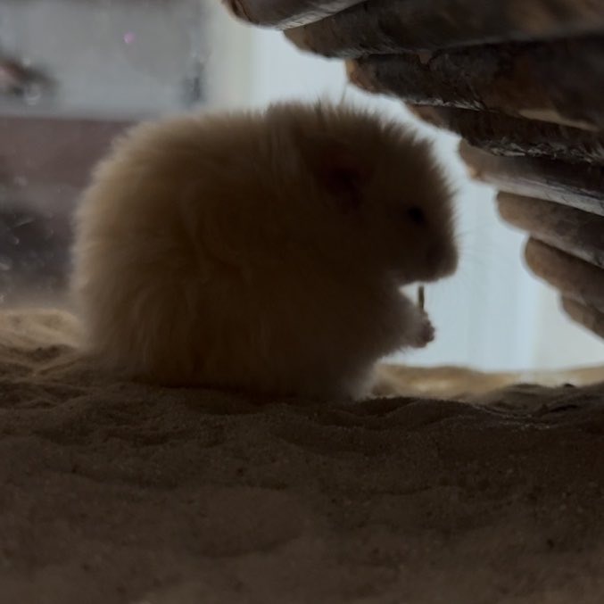 aeng_hamster's tweet photo. 간식 자기가 떨구고…삐짐… 바보.,사랑한다 https://t.co/1n9SglLCoY