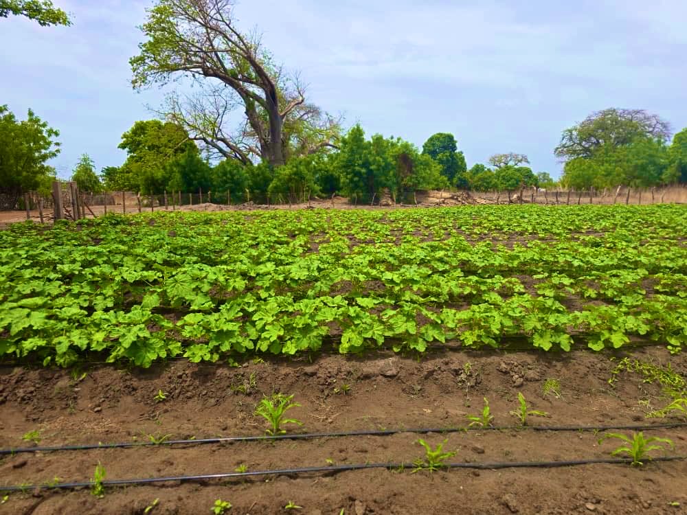 MFarmsGMB's tweet photo. After 37 days, the first project of 2026 — okra — is shaping up well.

It’s been an incredible journey of learning, hard work and dedication with focus on: 

P - Performance 
R - Results 
V - Vision 

#MFarms | #Farming4Business https://t.co/JDzpM5sqEy