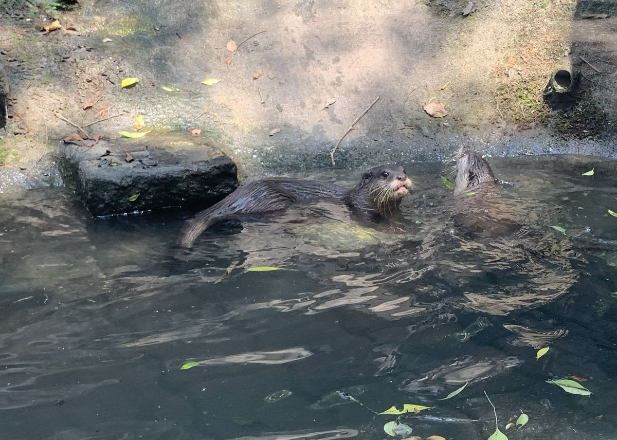 143271T's tweet photo. 今年も台湾04
Day1　子供の気分で
平日の動物園は小中学生の見学の皆さんばかり
しばし子供に戻って一緒に見学
並ばずにパンダを見る
かわいい動物や学べる展示が盛りだくさん
#台北市動物園 https://t.co/bIbeVHH276