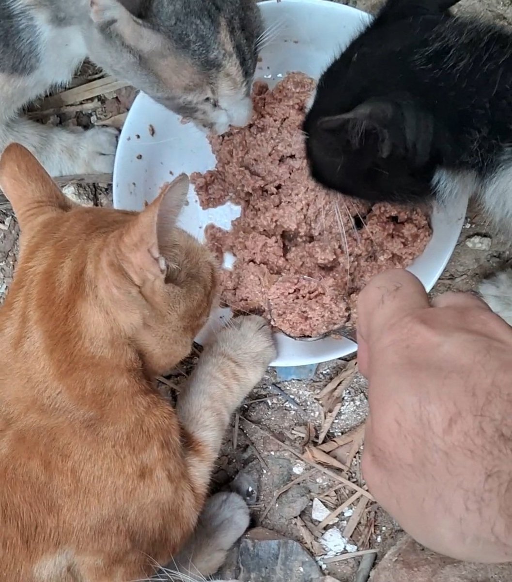AnimalFriendsSh's tweet photo. Every time we manage to buy a little food or a few necessities for our families and cats, we feel a small sense of relief. Yet that relief never lasts long, as prices continue to climb and the fear of not having enough for the days ahead grows heavier in our hearts.
We turn to you with hearts full of gratitude for the kindness, love, and mercy you have already shown us. Time and again, you have helped us through moments we never thought we could survive alone, and we carry that kindness in our hearts every day.
Today, we gently ask for your support once more. Any help, share, or contribution will help us secure the supplies our families and these innocent souls need to stay safe and fed in the days ahead.
Thank you for continuing to walk beside us. Your compassion means more to us than words can ever express. 🙏❤️🐾
‼️GoFundMe link 🙏🫂
https://t.co/Y8DGiFnqlH
‼️PayPal link is mentioned in our bio.