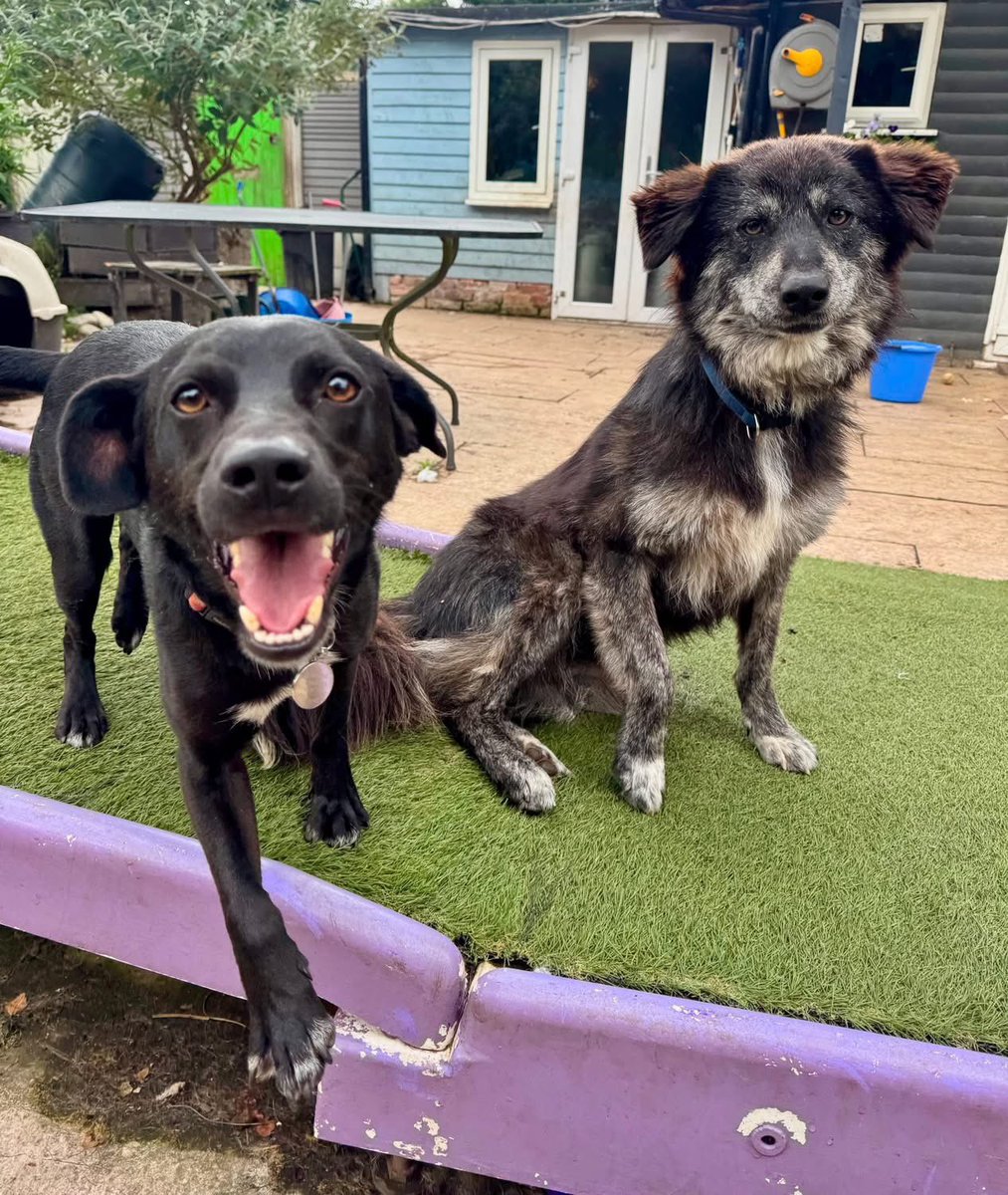 Dogs4Rescue's tweet photo. Everyone please say hello to terrific Teddy 😍

Another of the 20 that we booked to come in for Phase 2 opening. Teddy won’t be with us for long, Amy has already sorted him a home trial! 🏡🐶

Teddy is originally for Romania and was rehomed to a lovely lady by another rescue. Teddy is a wonderful dog but unfortunately he is way more energetic than what she was expecting. As she is an older lady she can’t give him what he needs. The other rescue can’t help so he has had to come into our care.

There is a lot of responsibility that comes with running a rescue, but Teddy will always have lifetime rescue back up from us now. And hopefully we can find a quieter dog for his lovely mum who was just trying to do a good thing for a dog in need 💜