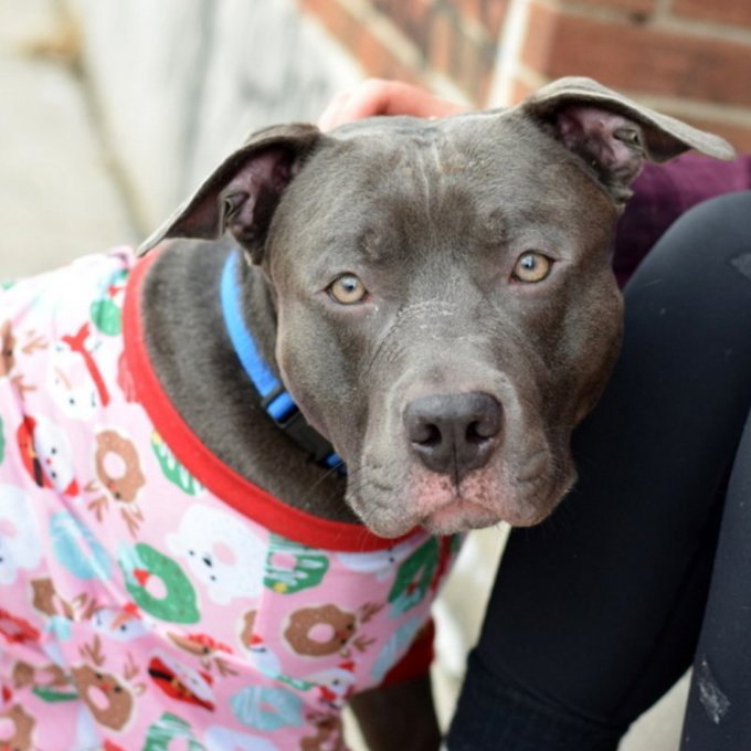 notthesameone2's tweet photo. 🐾2-y/o Onix is back at ACC, again. Found running loose in a park mid Nov, owner reclaimed then decided they want to rehome, again reclaimed in Feb & now back since end of May. Came in very friendly & wiggly, housetrained, knows cues. 2nd best behavior, playful w/ stranger & kids, neutral w/ dogs. https://t.co/VdEh9zQzci