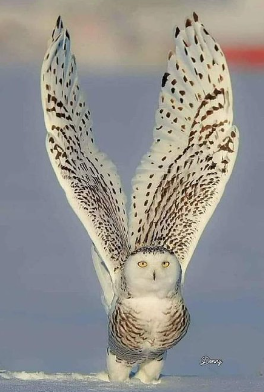 MrPotatoHeadUSA's tweet photo. Built for the frozen north, the snowy owl stands out as one of the largest and most striking owl species on Earth. https://t.co/t9WDxCqWWe