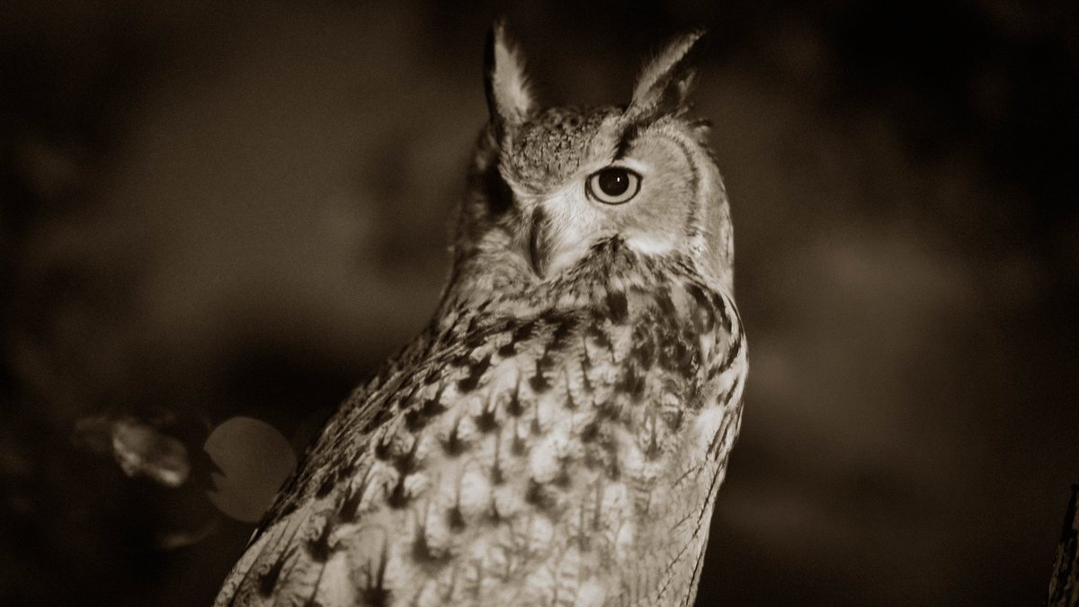eagle_owl_B's tweet photo. アートなウチの子🦉写真編集配信で遊んでた素材 https://t.co/W7ZyPm4XPp