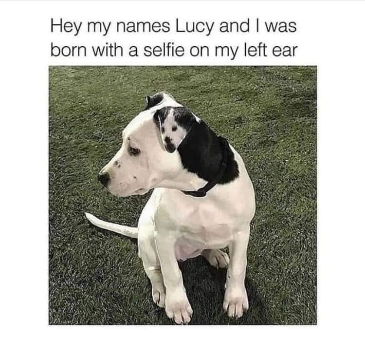 WholesomeMeme's tweet photo. https://t.co/FVqnG7NTwC